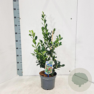 Ilex aq. 'Alaska' 40-60 cm 3,0L