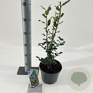 Ilex aq. 'Alaska' 40-60 cm 3,0L