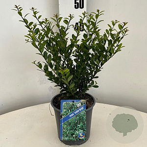Ilex crenata 'Caroline Upright' 20-25 cm 2,0L