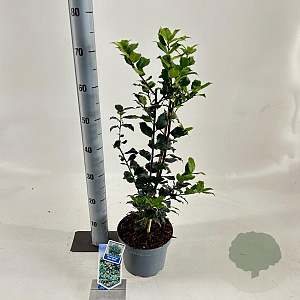 Ilex meserv. Blue Maid 50-60 cm 3,0L