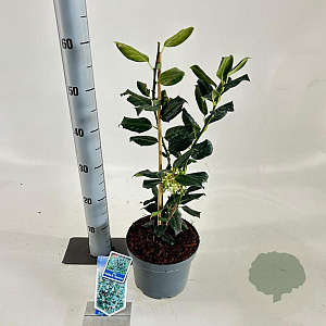 Ilex 'Nellie R. Stevens' 40-50 cm 3,0L