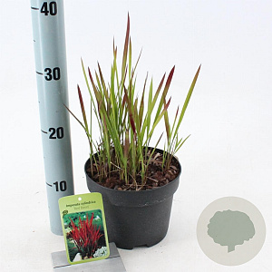 Imperata "Red Baron" 20-25 cm 2,0L