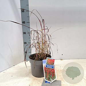 Imperata "Red Baron" 20-25 cm 2,0L