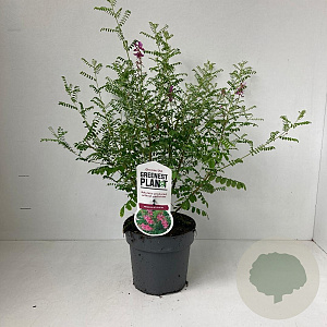 Indigofera heterantha 30-40 cm 2,0L