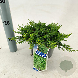 Juniperus comm. 'Green Carpet' 20-25 cm 3,0L