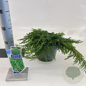 Juniperus comm. 'Green Carpet' 20-25 cm 3,0L