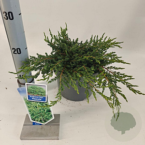 Juniperus comm. 'Repanda' 20-25 cm 3,0L