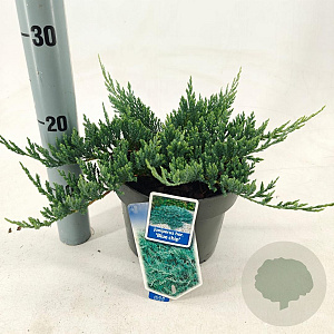 Juniperus h. 'Blue Chip' 20-25 cm 3,0L