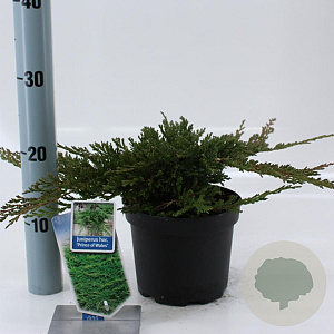 Juniperus h. 'Prince of Wales' 20-25 cm 3,0L