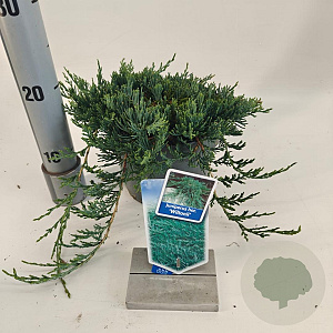 Juniperus h. 'Wiltonii' 20-25 cm 3,0L