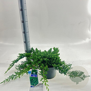 Juniperus procumbens 'Nana' 20-25 cm 3,0L