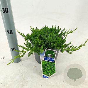 Juniperus procumbens 'Nana' 20-25 cm 3,0L