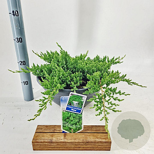 Juniperus procumbens 'Nana' 30-40 cm 7L