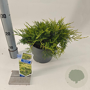 Juniperus pf. 'Old Gold' 20-25 cm 3,0L