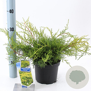 Juniperus pf. 'Old Gold' 20-25 cm 3,0L
