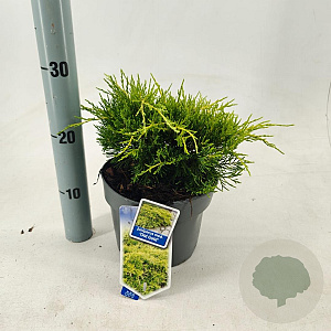 Juniperus pf. 'Old Gold' 20-25 cm 3,0L