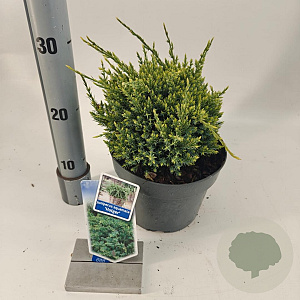 Juniperus squamata 'Holger' 20-25 cm 3,0L
