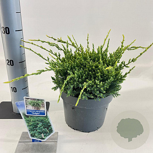 Juniperus squamata 'Holger' 20-25 cm 3,0L
