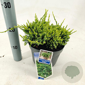 Juniperus squamata 'Holger' 20-25 cm 3,0L