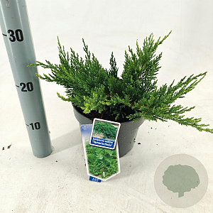 Juniperus sabina 'Tamariscifolia' 20-25 cm 3,0L