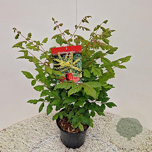 Koelreuteria paniculata 25-30 cm 2,0L
