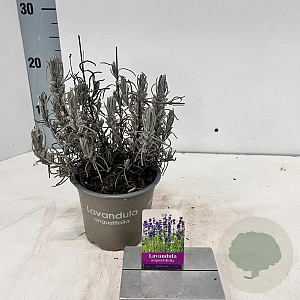Lavandula ang. 'Dwarf Blue' 15-20 cm P12