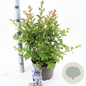 Lagerstroemia i. With Love Babe 40-60 cm 5,0L