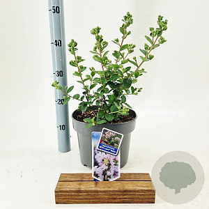 Lagerstroemia i. With Love Babe 40-60 cm 5,0L