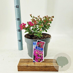 Lagerstroemia i. With Love Girl 40-60 cm 5,0L