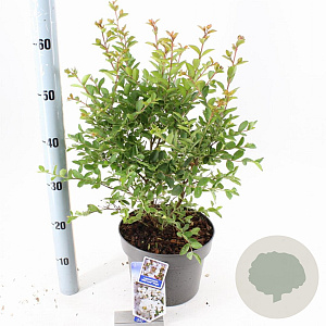 Lagerstroemia i. With Love Virgin 40-60 cm 5,0L