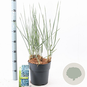 Leymus arenarius 'Blue Dune' 30-40 cm 6,5L