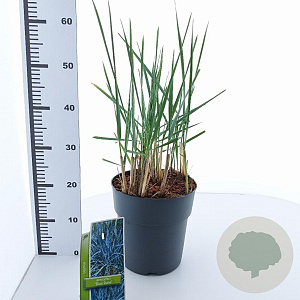 Leymus arenarius 'Blue Dune' 30-40 cm 6,5L