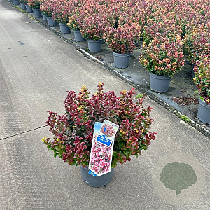 Leucothoe axillaris 'Curly Red' 30-35 cm 5,0L