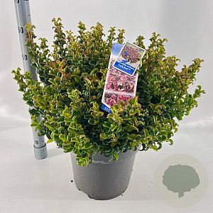 Leucothoe axillaris 'Curly Red' 40-50 cm 15L