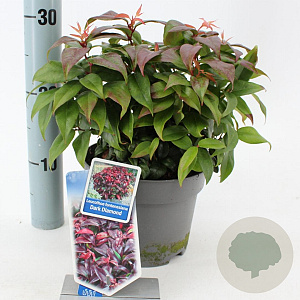Leucothoe f. Dark Diamond 20-25 cm 2,0L