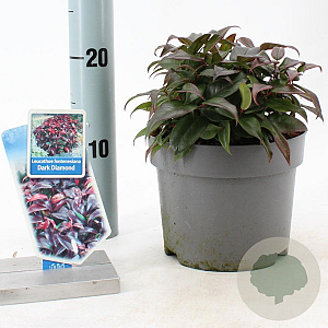 Leucothoe f. Dark Diamond 20-25 cm 2,0L