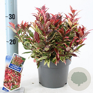 Leucothoe f. Dark Diamond 20-25 cm 2,0L