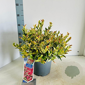 Leucothoe f. Dark Diamond 35-40 cm 5,0L
