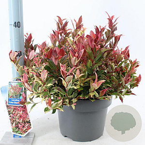 Leucothoe f. Dark Diamond 35-40 cm 5,0L