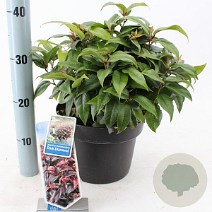 Leucothoe f. Dark Diamond 35-40 cm 5,0L