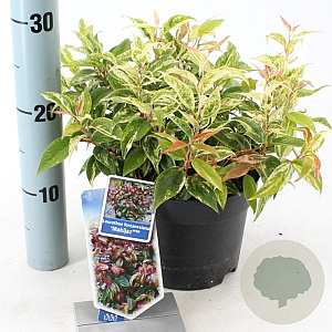 Leucothoe f. 'Makijaz' 20-25 cm 2,0L
