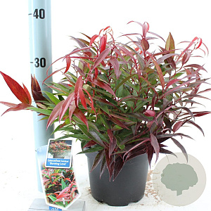 Leucothoe keiskei Burning Love 25-30 cm 2,0L