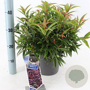 Leucothoe keiskei Burning Love 35-40 cm 5,0L
