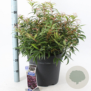 Leucothoe keiskei Burning Love 40-50 cm 15L