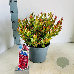 Leucothoe 'Little Flames' 35-40 cm 5,0L