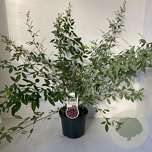 Lespedeza thunbergii 35-40 cm 3,0L