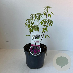 Lespedeza thunbergii 35-40 cm 3,0L