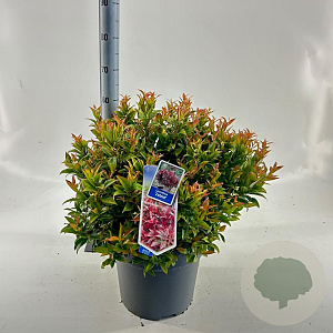 Leucothoe 'Zeblid' 40-50 cm 15L