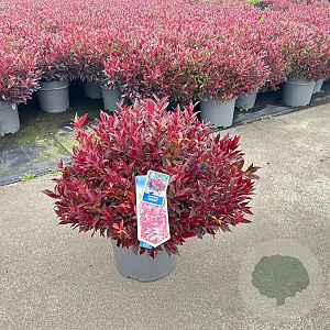 Leucothoe 'Zeblid' 40-50 cm 15L