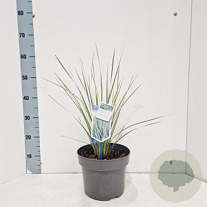 Lomandra longifolia White Sands 40-50 cm 5,0L